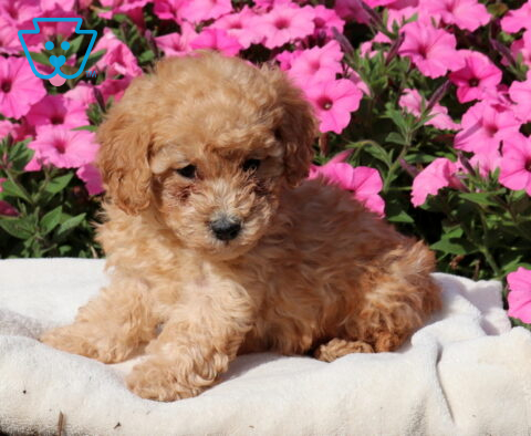 Zipper Mini Poodle2