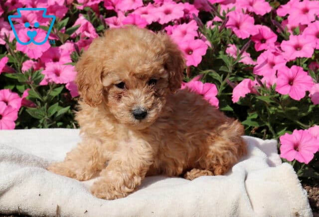 Zipper Mini Poodle2 image