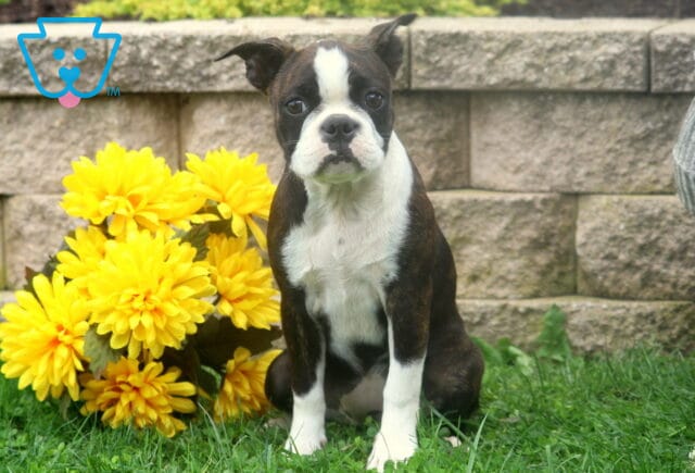 Black and white Boston Terrier puppy sitting upright in green grass beside bright yellow flowers and a stone garden wall. image
