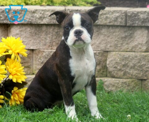 Brindle and white Boston Terrier puppy posing in the grass beside golden yellow flowers with a textured stone wall behind it.