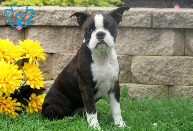 Brindle and white Boston Terrier puppy posing in the grass beside golden yellow flowers with a textured stone wall behind it. image