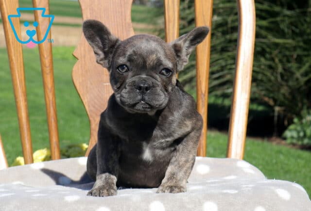 Zoey, a beautiful blue French Bulldog puppy with a soft gray coat, a small white chest marking, and perky ears, sitting on a polka-dot cushion outdoors in Holtwood, PA. image