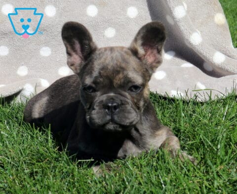 Zoey, a blue brindle French Bulldog puppy with large upright ears and a wrinkled face, lying comfortably in the green grass beside a gray polka-dot blanket in Holtwood, PA.