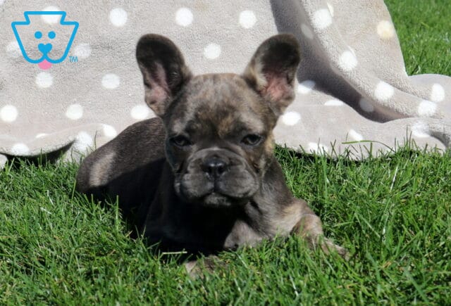 Zoey, a blue brindle French Bulldog puppy with large upright ears and a wrinkled face, lying comfortably in the green grass beside a gray polka-dot blanket in Holtwood, PA. image