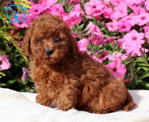 Zoey Mini Poodle