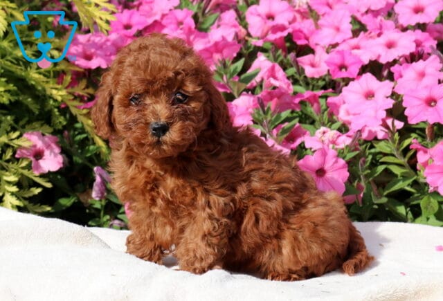 Zoey Mini Poodle image
